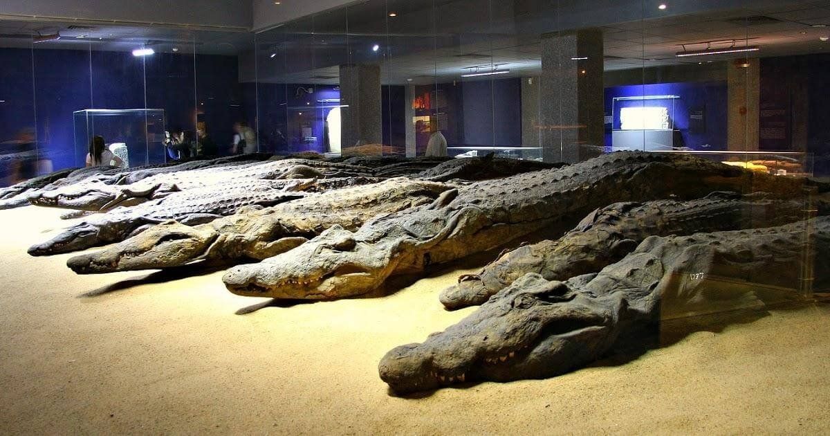 crocodile museum aswan 